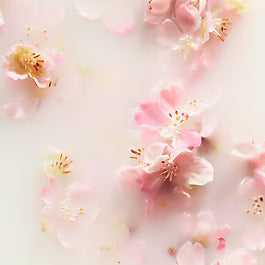 The Ritual of Sakura - Bruma Cabello y Cuerpo